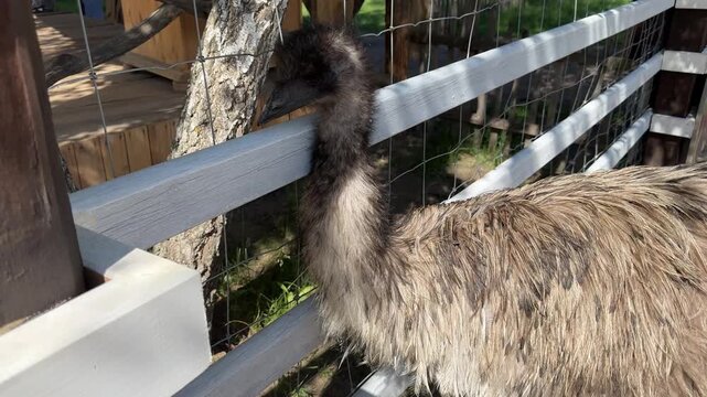 Close-up of emu behind wooden fence at zoo, outdoor portrait of large flightless bird