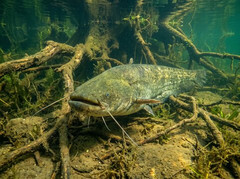 Large Catfish Swimming Under Water Near Roots in Freshwater