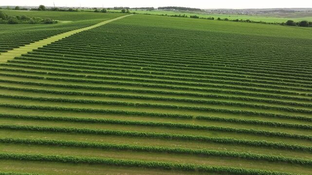 Aerial majestic landscape view of agricultural field of currant bushes.