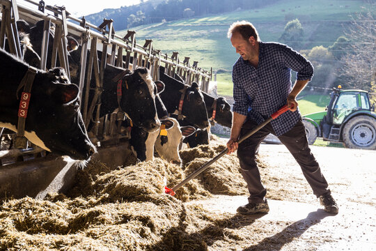 Farmer using a shovel to bring food closer to the cows on a farm