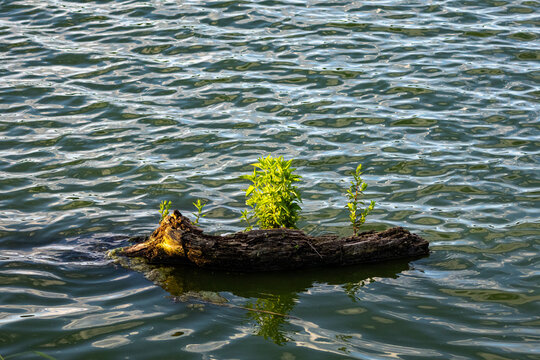 Old driftwood supports a tiny garden of shoots as it drifts across a rippled lake. Bright leaves catch evening light and cast reflections. A miniature island symbolizing tenacious growth.