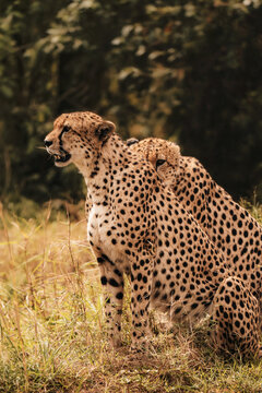 Two cheetahs standing close together in African grassland