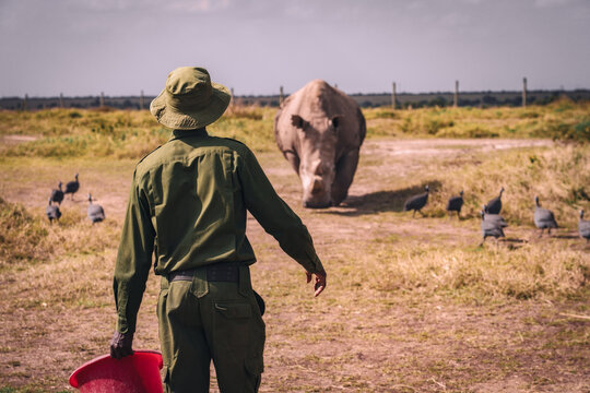 Wildlife ranger approaching white rhinoceros in conservation area