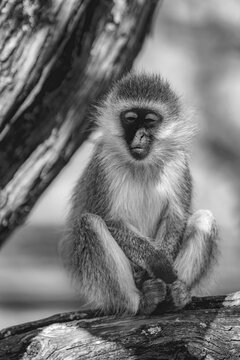 Vervet monkey resting with eyes closed on a tree branch