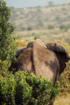 African elephant partially hidden among green bushes