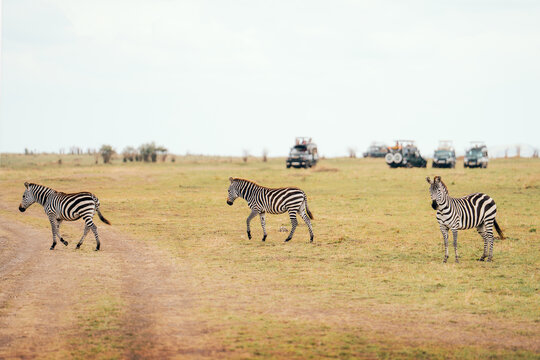Zebras crossing open savanna with safari vehicles in background
