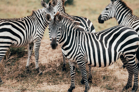 Group of plains zebras standing together in African grassland
