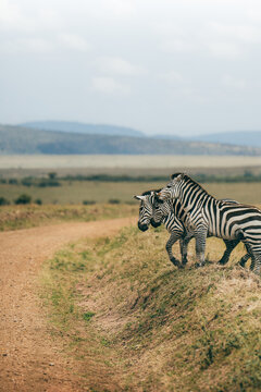 Zebra foal and adult crossing safari road in African savanna