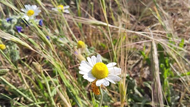 Close-up video of Zerynthia polyxena, the southern festoon caterpillar, feeding on a daisy in a wild meadow, macro detail, natural light.