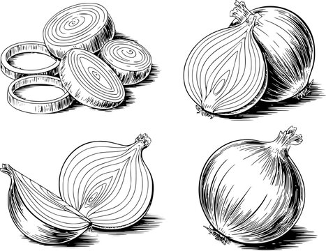 Vintage of onions whole, sliced, and rings