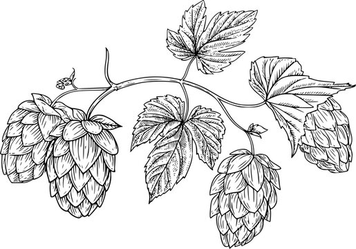 Vintage of hop cones and leaves on a vine