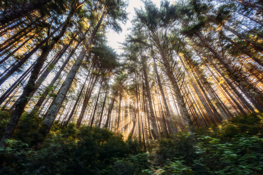Sunlight streams through tall evergreen trees