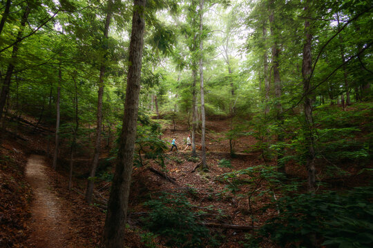 Two people enjoying a hike in a lush green forest