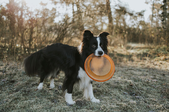 Border Collie with frisbee in the mouth