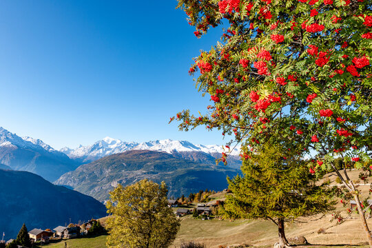 Rowanberry tree in autumn with snowy Valais Alps in Switzerland