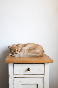 Cat sleeping on top of cabinet