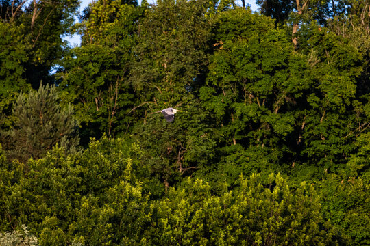 A heron skims the canopy with strong measured strokes. The afternoon sun lights swaths of green and the bird travels with poise purpose and calm focus along the river of treetops