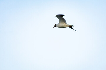 Fototapeta premium Open lake glittering with sunset tones holds a gull poised with wings raised the surface patterns spread outward and the bright backlit plumage adds a touch of ceremony to this tranquil pause