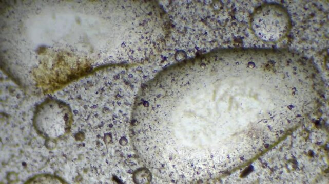 Microscopic view of contaminated ISO VG 46 lubricant oil with rust and moisture

