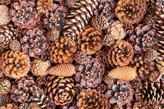 Full frame of various pine cones
