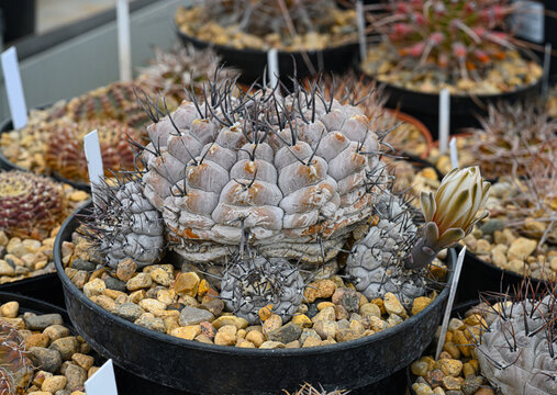 Gymnocalycium stellatum cactus with short black spikes