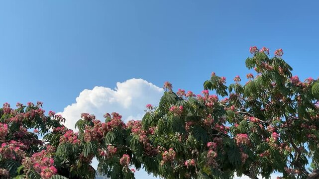 Silk tree Albizia julibrissin mimosa blooming tree against sky.