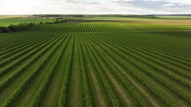 Aerial View of Lush Vineyard Rows and Green Farmland Landscape for Wine Farming and Viticulture
