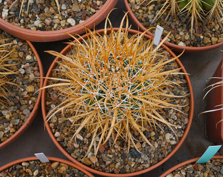 Spherical cactus Ferocactus chrysacanthus in a pot