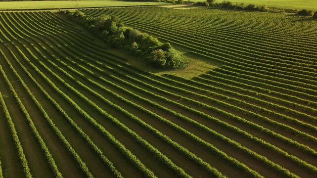 Aerial majestic landscape view of agricultural field of currant bushes.