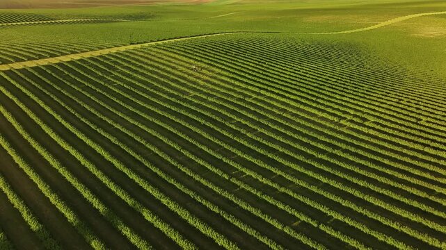 Aerial View of Lush Vineyard Rows and Green Farmland Landscape for Wine Farming and Viticulture