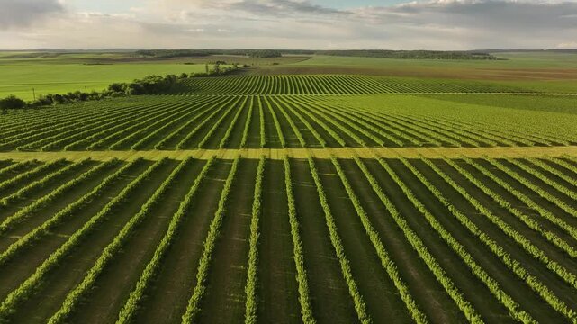 Aerial majestic landscape view of agricultural field of currant bushes.