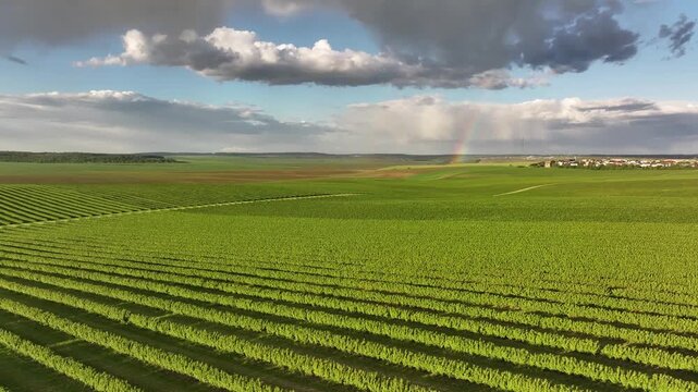 Aerial majestic landscape view of agricultural field of currant bushes.