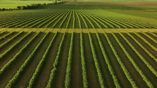 Aerial panoramic view of a lush vineyard with neat green rows of grapevines stretching across rolling farmland, evoking orderly agriculture, viticulture, summer growth and rural landscape scenery.