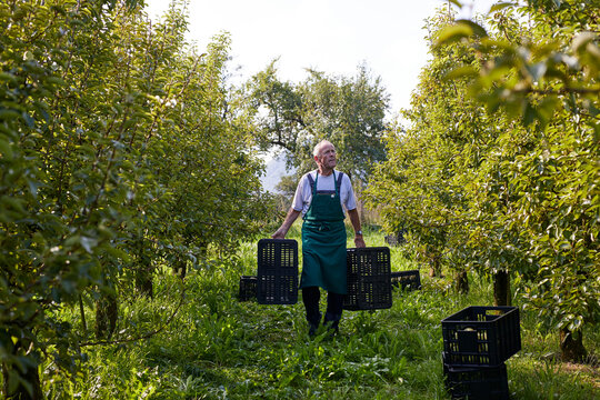 Organic farmer harvesting williams pears, carrying boxes