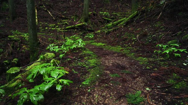 Section Between the 44th and 43rd Stone Markers on the Koyasan Choishimichi Pilgrimage Trail, Koya Town, Wakayama, Japan　「高野参詣道 町石道44町石・43町石区間」和歌山県高野町