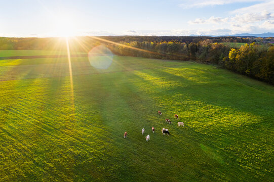 Germany, Bavaria, Thanning near Egling, cows on pasture at sunrise, drone view