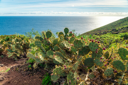 Prickly pear cactus on a hillside overlooking the ocean in La Palma
