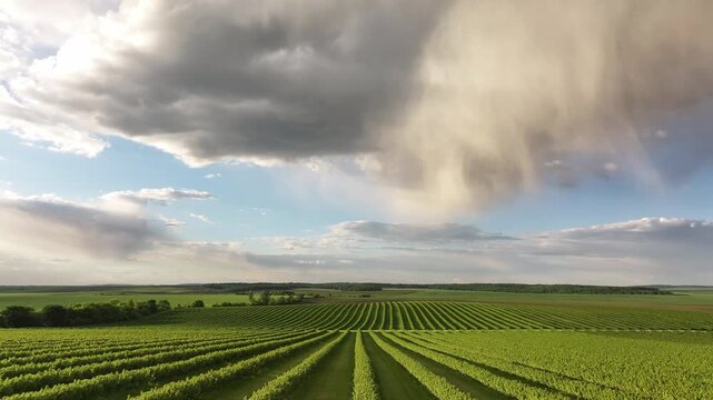 Aerial View of Lush Vineyard Rows and Green Farmland Landscape for Wine Farming and Viticulture