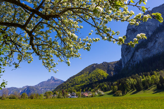 Blooming fruit tree with Schafberg mountain in Salzkammergut