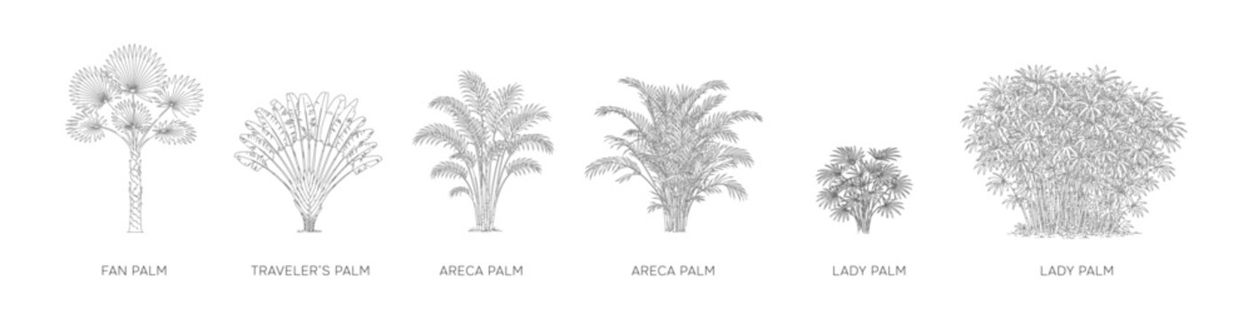 Tropical palm architectural plant elevation set with fan palm, traveler&rsquo;s palm, areca palm and lady palm in detailed clean line drawing style