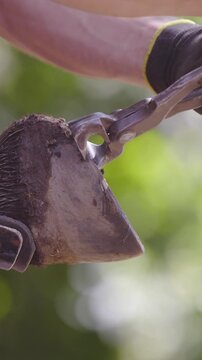 Person trim horse hoof with nippers close up