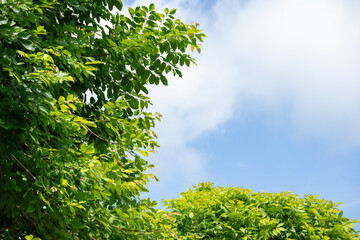 Fototapeta premium Lush green leaves texture background in natural sunlight