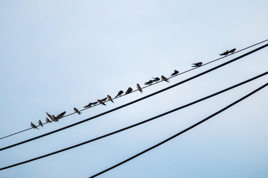 Flock of swallows perched on power lines against blue sky background