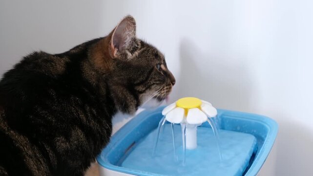 Tabby cat drinking water from an automatic pet fountain