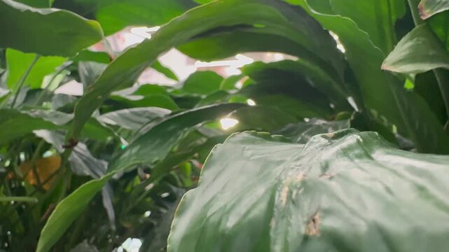 Tropical Green Plants in Modern Shopping Mall Interior. Close-up video of lush tropical green plants inside a modern shopping mall. Contemporary interior featuring decorative foliage
