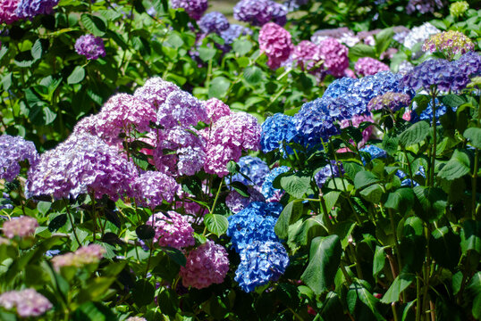 Spring Flowers