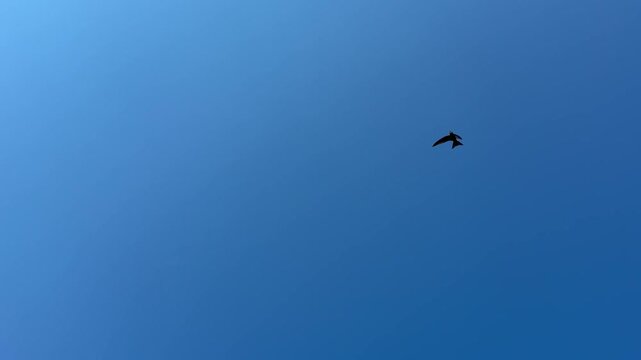 Swallows birds are flitting across the blue sky.