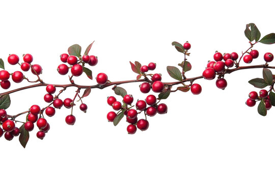Fresh winter cotoneaster branch featuring vibrant red berries with dark green leaves captured in sharp focus during a sunny day isolated on white background