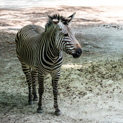 Naklejka premium Hartmann's Mountain Zebra, Equus zebra hartmannae. An endangered zebra