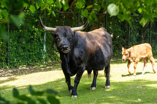 Heck cattle, Bos primigenius taurus or aurochs in a German park